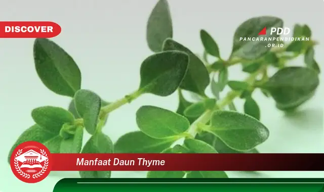 manfaat daun thyme