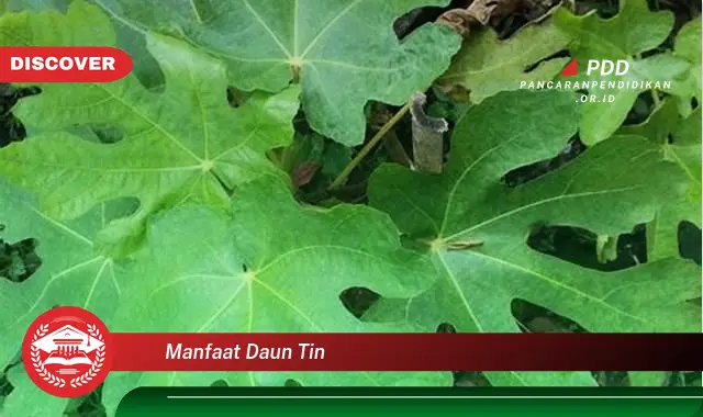 manfaat daun tin