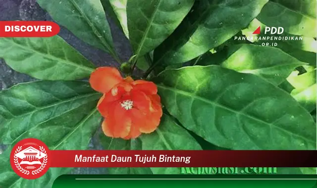 manfaat daun tujuh bintang