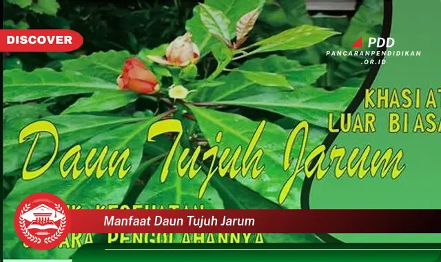 manfaat daun tujuh jarum