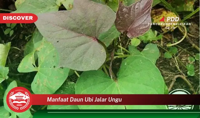 manfaat daun ubi jalar ungu