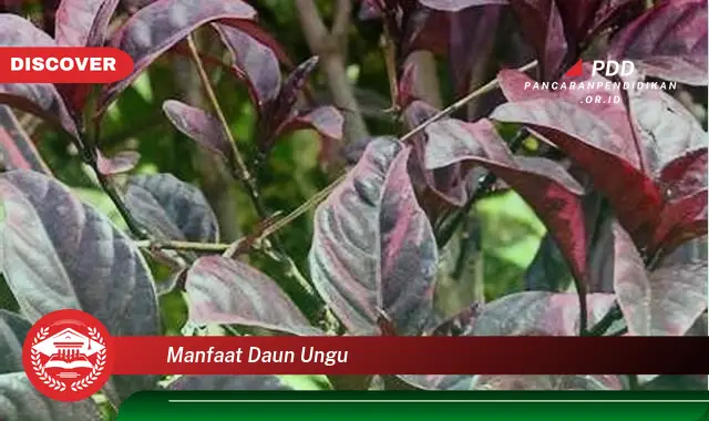 manfaat daun ungu