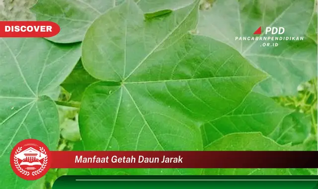 manfaat getah daun jarak