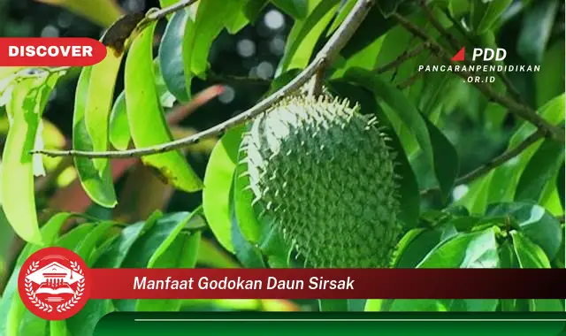 manfaat godokan daun sirsak