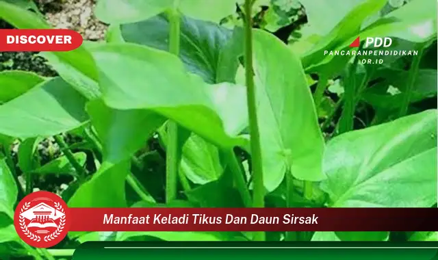 manfaat keladi tikus dan daun sirsak