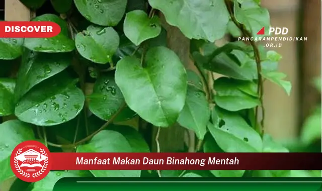 manfaat makan daun binahong mentah