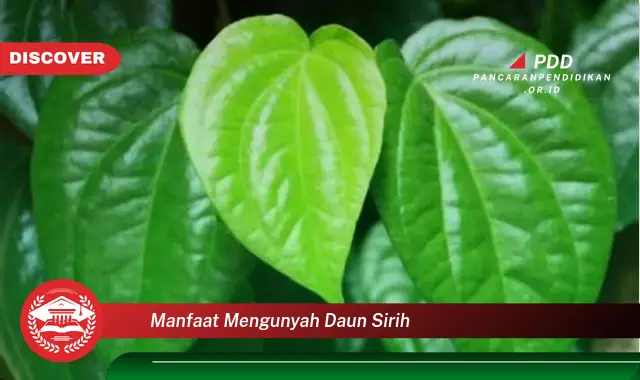 manfaat mengunyah daun sirih