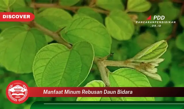 manfaat minum rebusan daun bidara