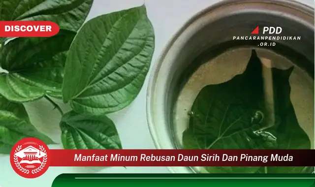 manfaat minum rebusan daun sirih dan pinang muda