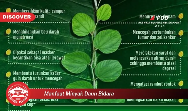 manfaat minyak daun bidara