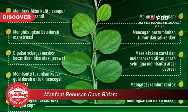 manfaat rebusan daun bidara