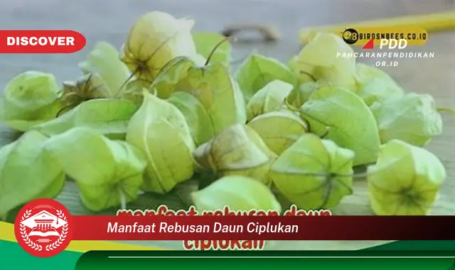 manfaat rebusan daun ciplukan