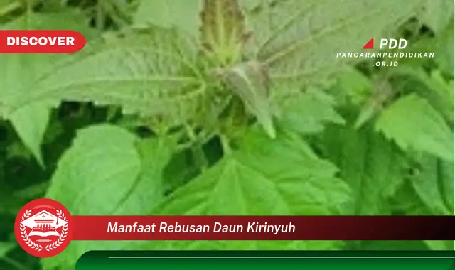 manfaat rebusan daun kirinyuh