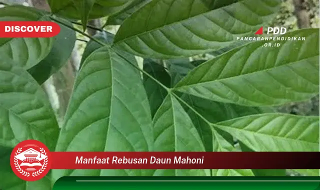 manfaat rebusan daun mahoni