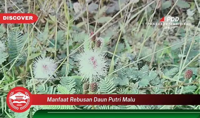 manfaat rebusan daun putri malu