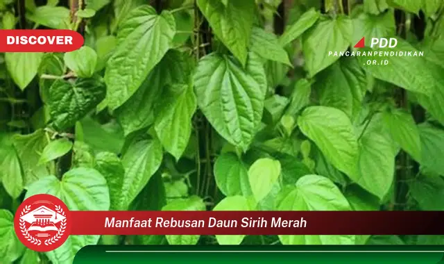 manfaat rebusan daun sirih merah