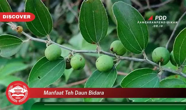 Bikin Penasaran, Ketahui 30 Manfaat Teh Daun Bidara yang Jarang Diketahui