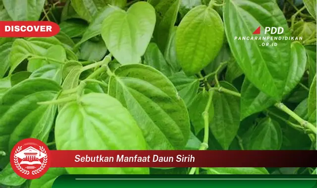 sebutkan manfaat daun sirih