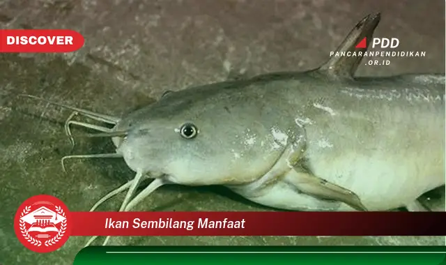 Jarang Diketahui, Ini 30 Manfaat Ikan Sembilang yang Bikin Penasaran