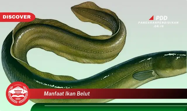 manfaat ikan belut