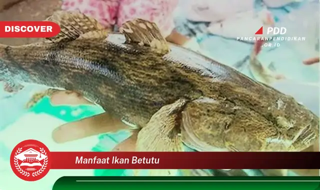 manfaat ikan betutu