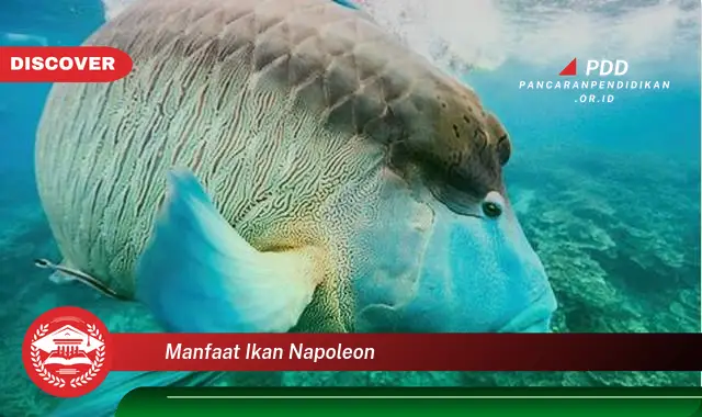 manfaat ikan napoleon