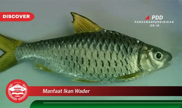 manfaat ikan wader