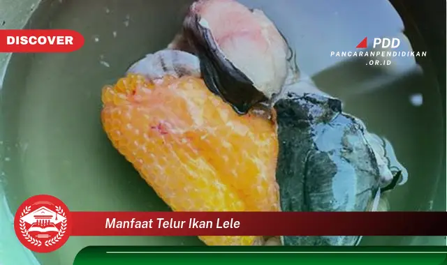 manfaat telur ikan lele