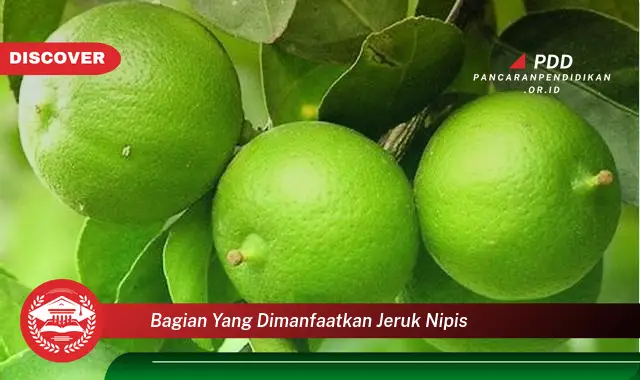 bagian yang dimanfaatkan jeruk nipis