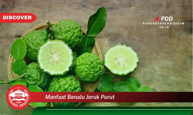 manfaat benalu jeruk purut