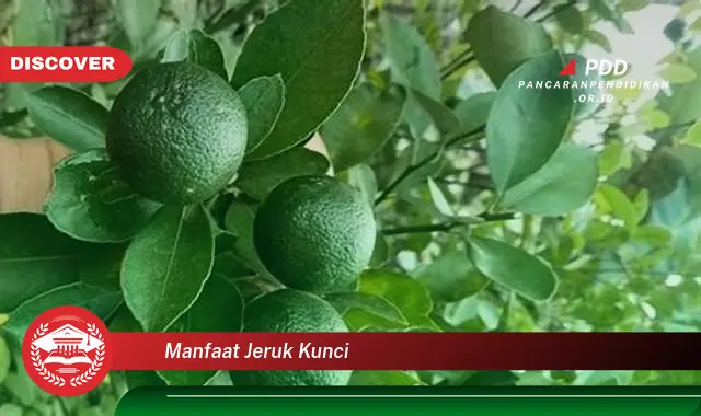 manfaat jeruk kunci