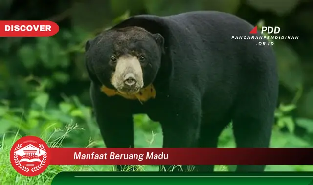 manfaat beruang madu