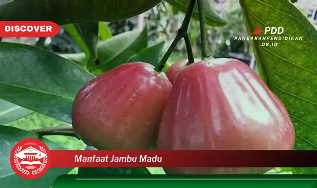 manfaat jambu madu