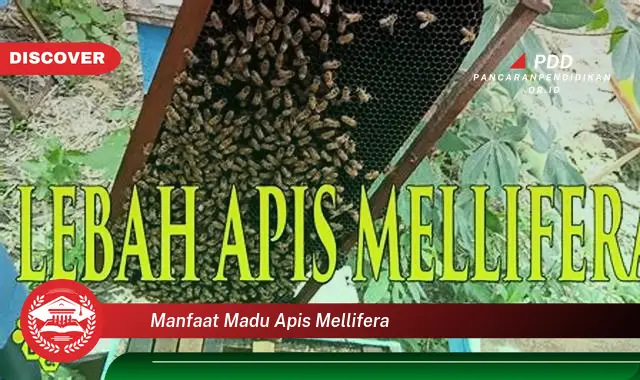 Ketahui 10 Manfaat Madu Apis Mellifera yang Jarang Diketahui