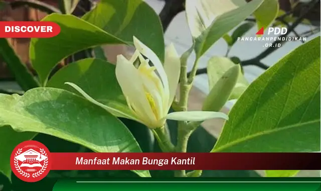 manfaat makan bunga kantil