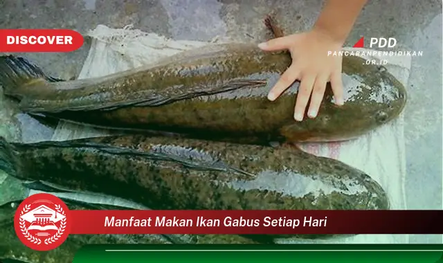 manfaat makan ikan gabus setiap hari