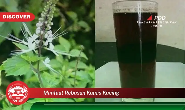 Banyak yang Belum Tahu, Ini Dia 30 Khasiat Rebusan Kumis Kucing yang Wajib Diintip