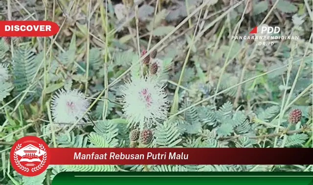 manfaat rebusan putri malu