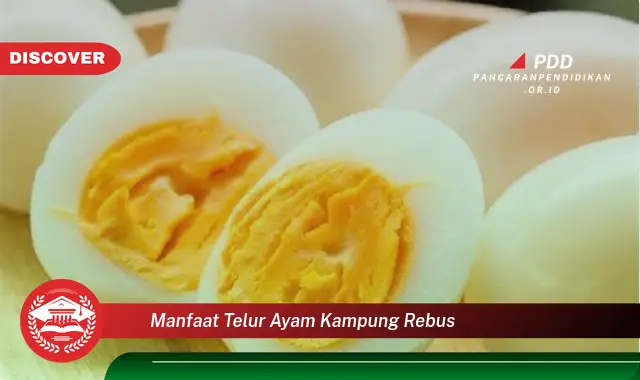 manfaat telur ayam kampung rebus