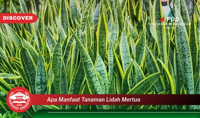 apa manfaat tanaman lidah mertua