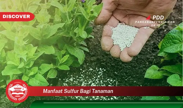 manfaat sulfur bagi tanaman