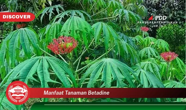 Banyak yang Belum Tau, Ini Dia 30 Manfaat Tanaman Betadine yang Bikin Penasaran