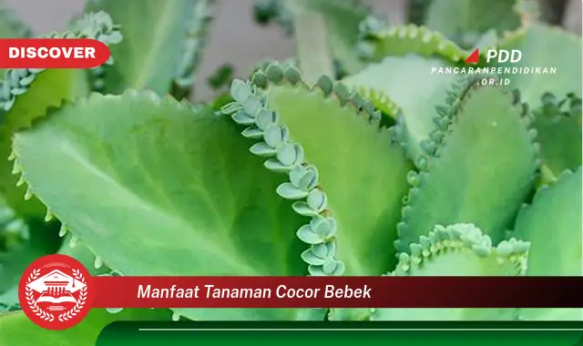 Kamu Wajib Tahu, 30 Manfaat Tanaman Cocor Bebek yang Bikin Penasaran