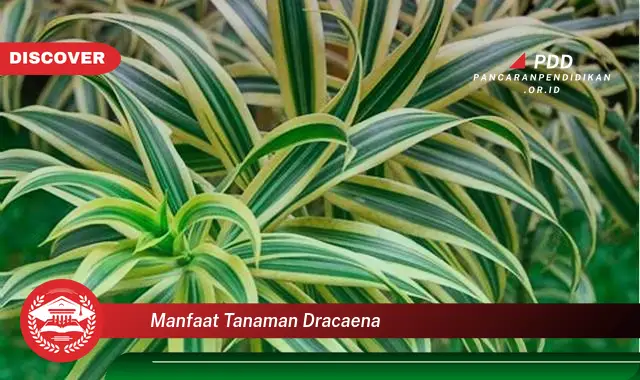 manfaat tanaman dracaena