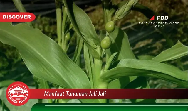 manfaat tanaman jali jali