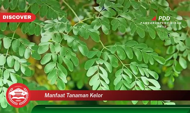manfaat tanaman kelor