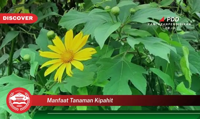 manfaat tanaman kipahit