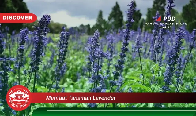 manfaat tanaman lavender