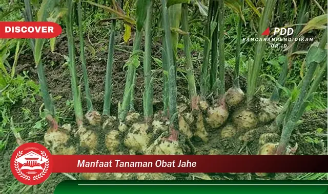 manfaat tanaman obat jahe