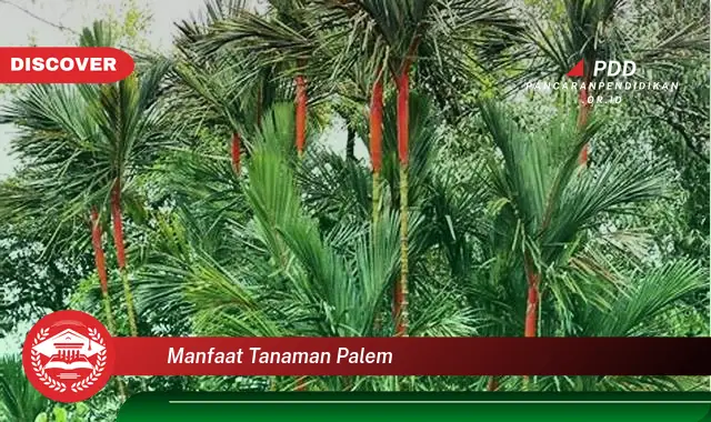 manfaat tanaman palem